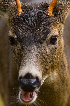 Chewing Buck ~ Deer picture from Cortes Island Canada.