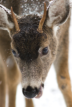  Deer picture from Cortes Island Canada.