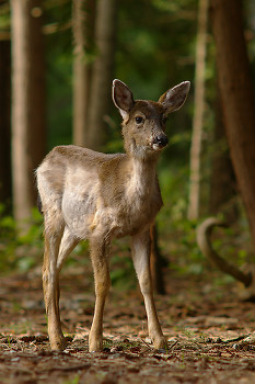 Young Blacktail in the Forest ~ Deer picture from Cortes Island Canada.