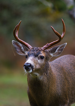 Blacktail Buck ~ Deer picture from Cortes Island Canada.