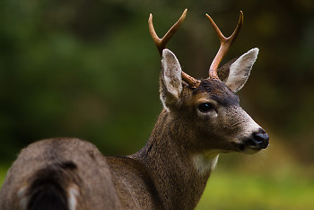 Blacktail Buck ~ Deer picture from Cortes Island Canada.
