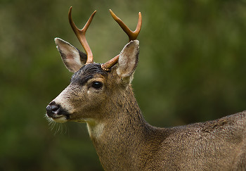 Odocoileus Hemionus Columbianus ~ Deer picture from Cortes Island Canada.