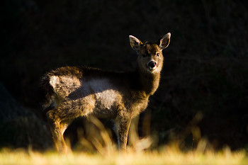 Balck Tailed Deer ~ Deer picture from Cortes Island Canada.