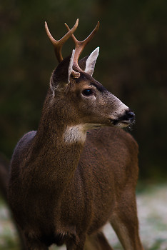 Buck ~ Deer picture from Cortes Island Canada.