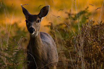 Blacktail Deer ~ Deer picture from Cortes Island Canada.