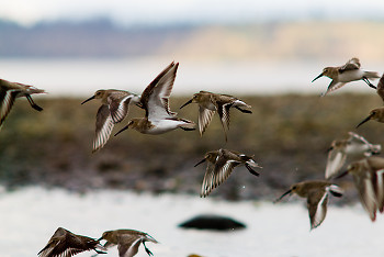 Dunlin ~ Dunlin picture from Cortes Island Canada.