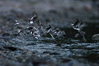 Dunlin Launch ~ Dunlin picture from Cortes Island Canada.