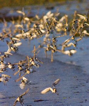 Dunlin Flock ~ Dunlin picture from Cortes Island Canada.