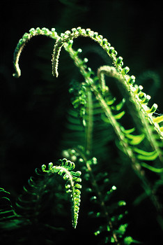 Dancing Sward Ferns ~ Fern picture from Cortes Island Canada.