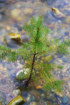 Young Douglas Fir at High water ~ Fir Tree picture from Cortes Island Canada.
