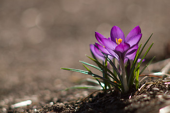 Crocus ~ Flower picture from Cortes Island Canada.
