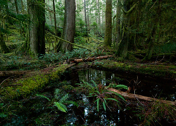  Forest picture from Cortes Island Canada.