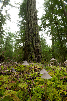 Old-growth Forest Floor ~ Forest picture from Cortes Island Canada.