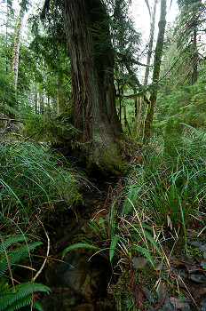 Water Flowing Under Tree ~ Forest picture from Cortes Island Canada.