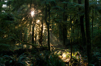 Sunlight in the Forest ~ Forest picture from Cortes Island Canada.