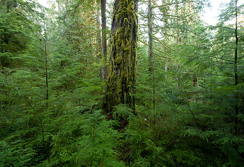 Mossy Fir Trunk ~ Forest picture from Cortes Island Canada.