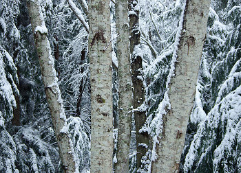 Winter Alder Still-Life  ~ Forest picture from Cortes Island Canada.