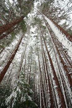 Winter Wonderland - Cortes Style ~ Forest picture from Cortes Island Canada.