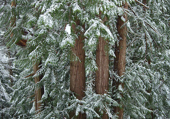 Winter Ceder Still Life ~ Forest picture from Cortes Island Canada.