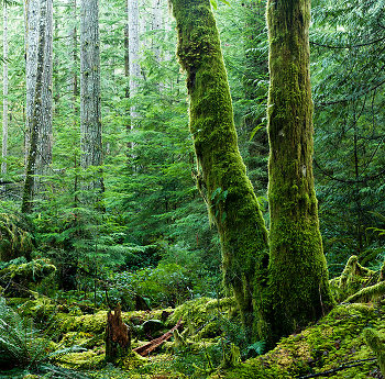 Two Moss-covered Alders ~ Forest picture from Cortes Island Canada.