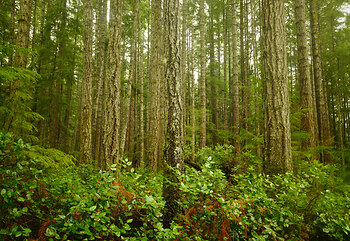 Another Day in the Forest ~ Forest picture from Cortes Island Canada.