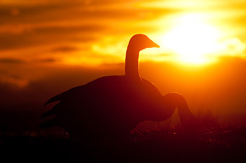 Silhouetted Geese  ~ Goose picture from Cortes Island Canada.
