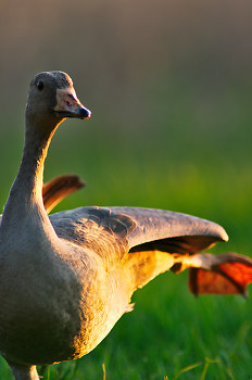Stretch ~ Greater White-fronted Goose picture from Cortes Island Canada.