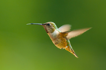 Selasphorus rufus - Rufus Hummingbird ~ Hummingbird picture from Cortes Island Canada.