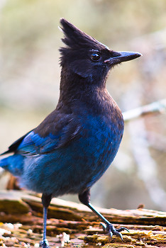 Steller's Jay ~ Jay picture from Cortes Island Canada.