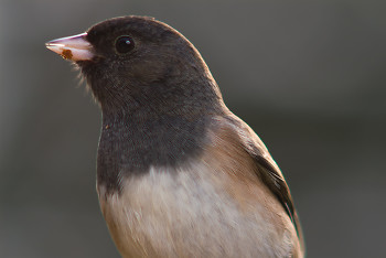 Dark-Eyed Junco ~ Junco picture from Cortes Island Canada.