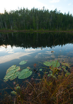 Lilies at Nutshell Lake ~ Landscape  picture from Cortes Island Canada.