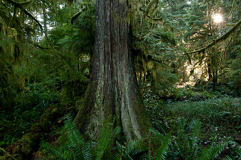 Cedar ~ Landscape  picture from Cortes Island Canada.