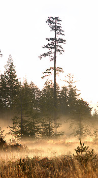 Morning Time with Douglas Fir ~ Landscape  picture from Cortes Island Canada.