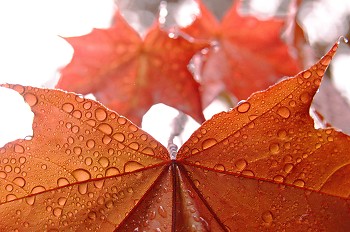 Maple Leaves ~ Maple Tree picture from Cortes Island Canada.