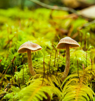 Two Mushrooms ~ Mushroom picture from Cortes Island Canada.