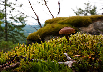 Mushroom on the Moss ~ Mushroom picture from Cortes Island Canada.