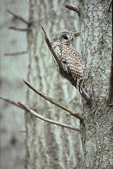 Barred Owl ~ Owl picture from Cortes Island Canada.
