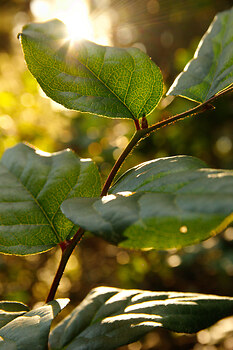 Salal Leaves in Sunlight ~ Plant  picture from Cortes Island Canada.