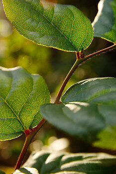 Salal Leaves ~ Plant  picture from Cortes Island Canada.