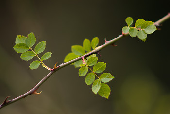 Wild Rose ~ Plant picture from Cortes Island Canada.