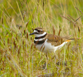 Killdeer ~ plover picture from Cortes Island Canada.