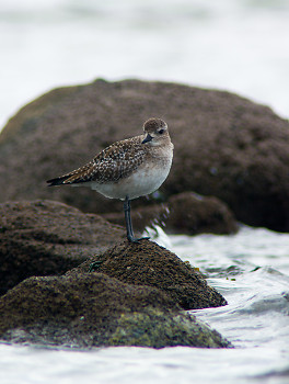 Black-bellied Plover ~ Plover picture from Cortes Island Canada.