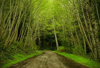 Springtime on Alder Lane ~ Rural Landscape picture from Cortes Island Canada.