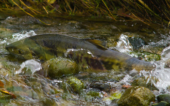 Chum Salmon ~ Salmon picture from Cortes Island Canada.