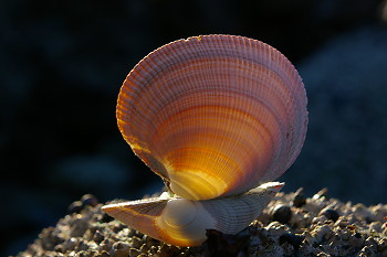 Clam Shell ~ Seashell picture from Cortes Island Canada.