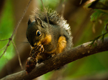 A Snack Beneath the Cedar Tree ~ Squirrel picture from Cortes Island Canada.