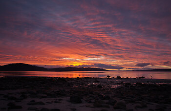 Great Blue Heron Watching the Sunrise ~ Sunrise picture from Cortes Island Canada.