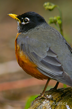 Amarican Robin ~ Thrush picture from Cortes Island Canada.