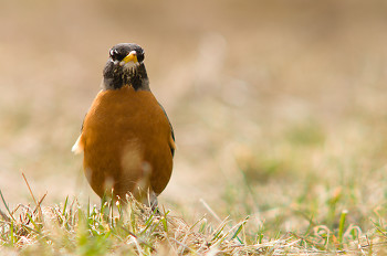 American Robin ~ Thrush picture from Cortes Island Canada.