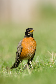 American Robin ~ Thrush picture from Cortes Island Canada.
